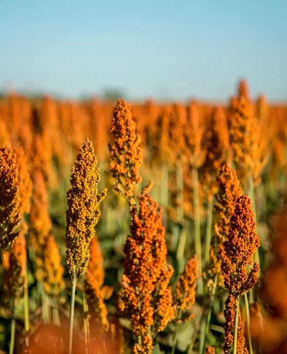 Importación de productos, agroquímicos biológicos.